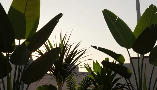 直播场景中的流量转化策略与优化路径